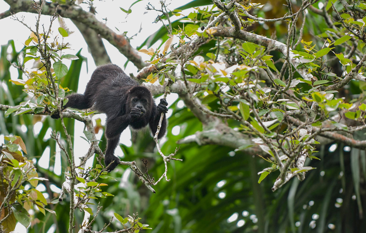 Belize Wildlife Hot Spots Moon Travel Guides