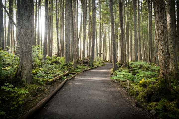 A flat gravel path leading through sunlit forest.