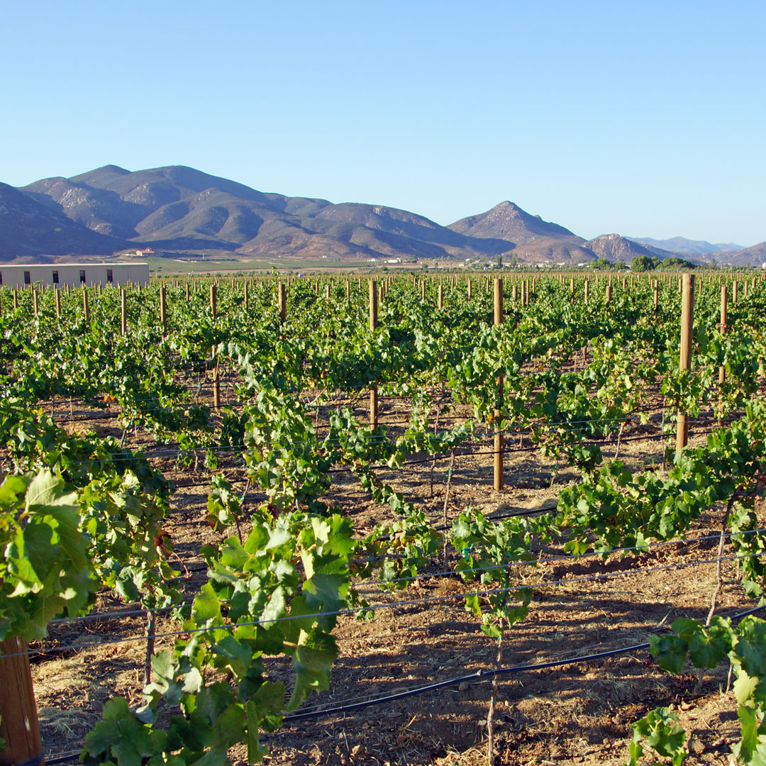 AlXimia - Baja Wine Country Guide