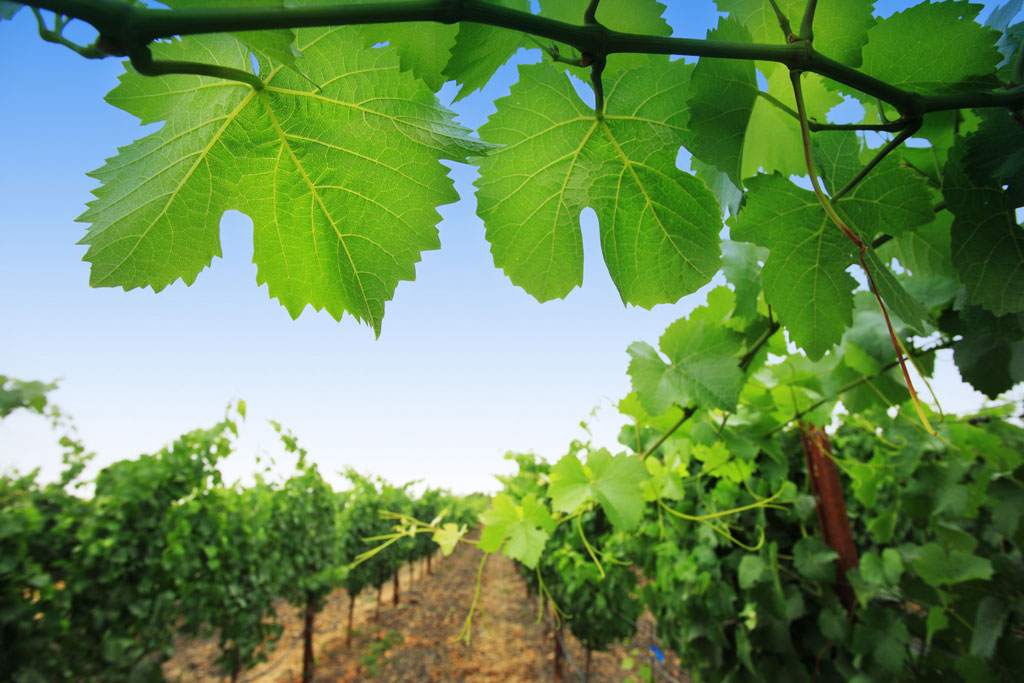 Light filters through broad leaves amongst rows of grape vines.