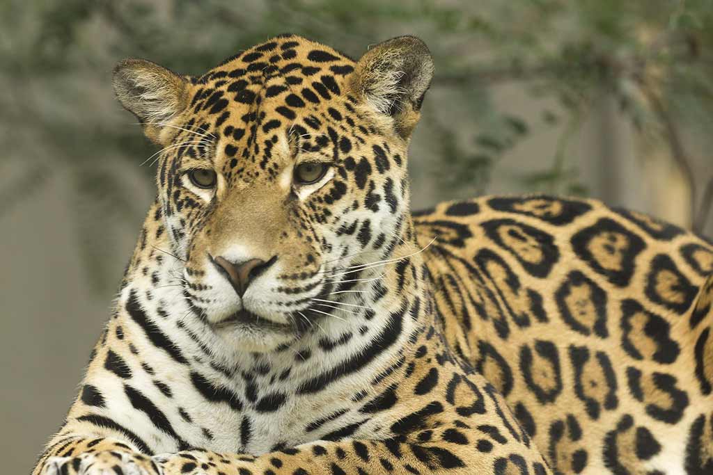 Jaguars have spots within spots, or rosettes, and are larger than leopards. Photo © brezina123.