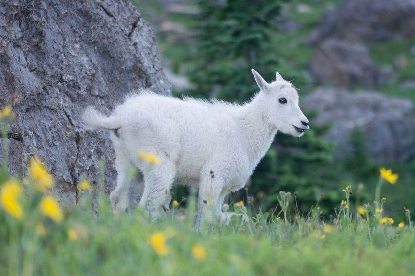 A baby mountain goat stands amongst wildflowers in Glacier National Park.