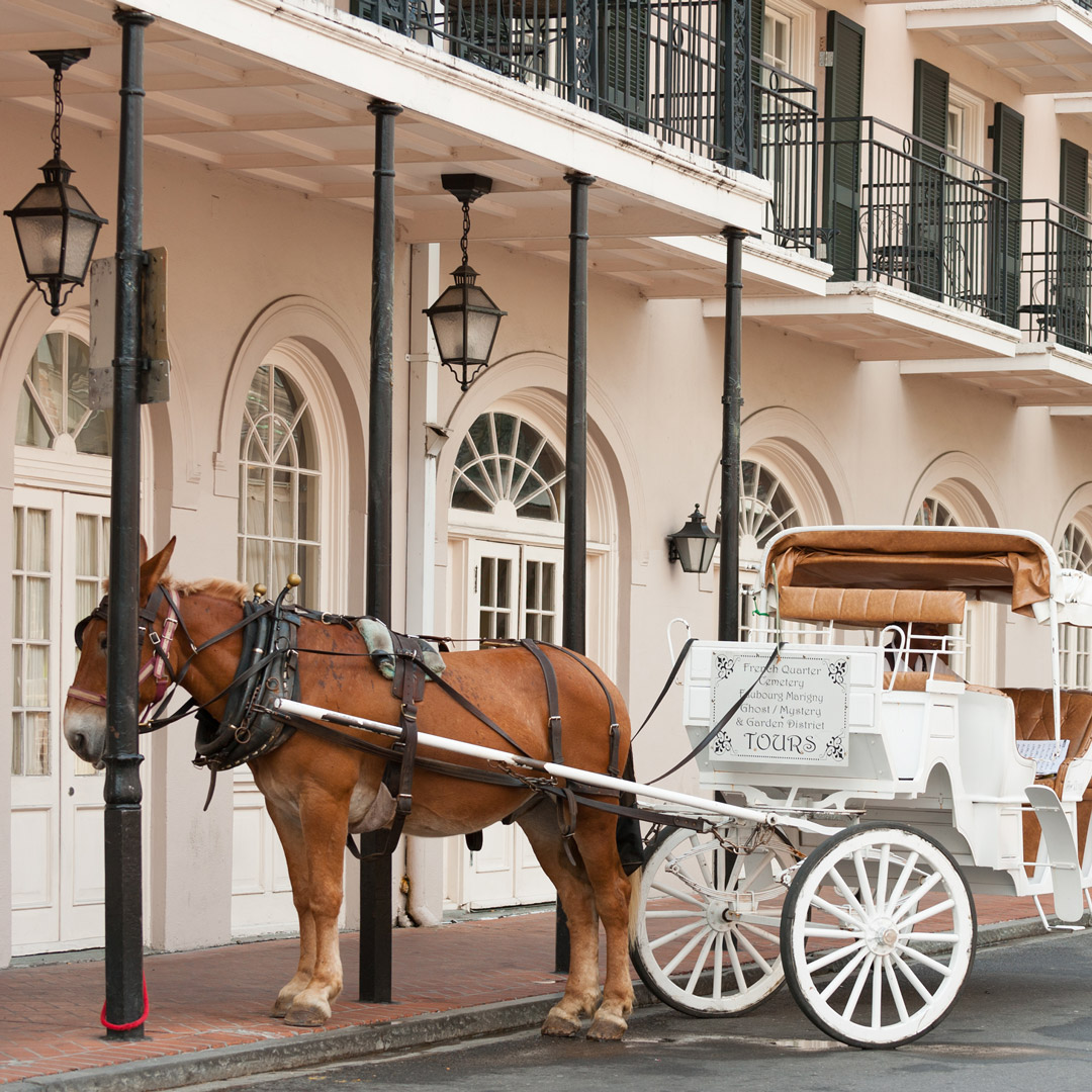 THE BEST New Orleans Horse-Drawn Carriage Tours (Updated 2023)