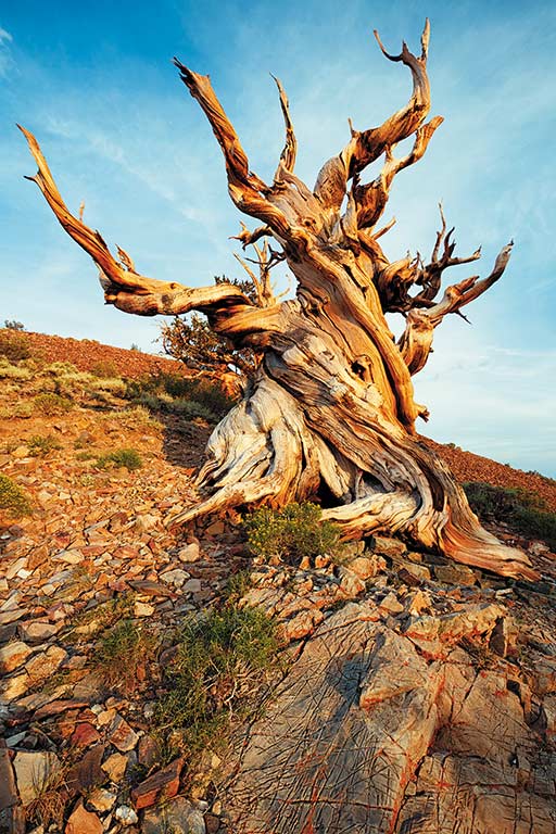 Ancient Bristlecone Pine Forest. Photo © Juliegrondin/Dreamstime.