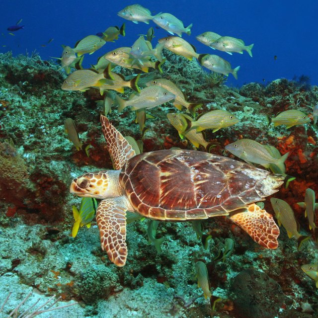 Sea Turtles of the Yucatán | Moon Travel Guides