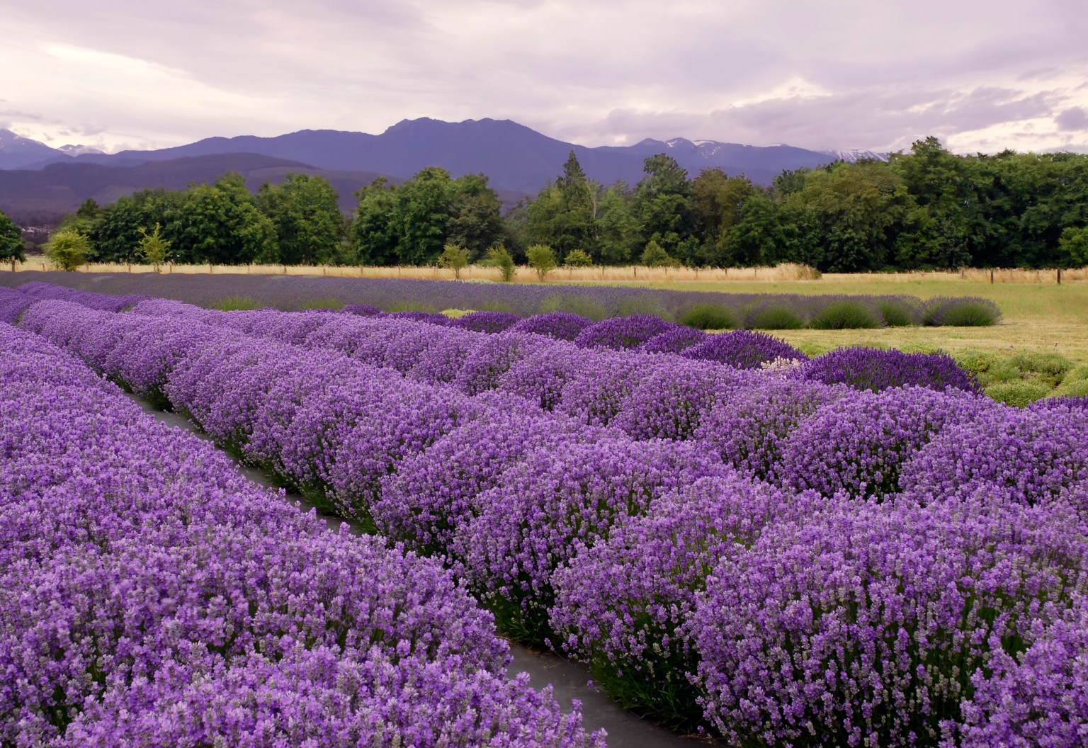 Flowers in the Pacific Northwest Moon Travel Guides