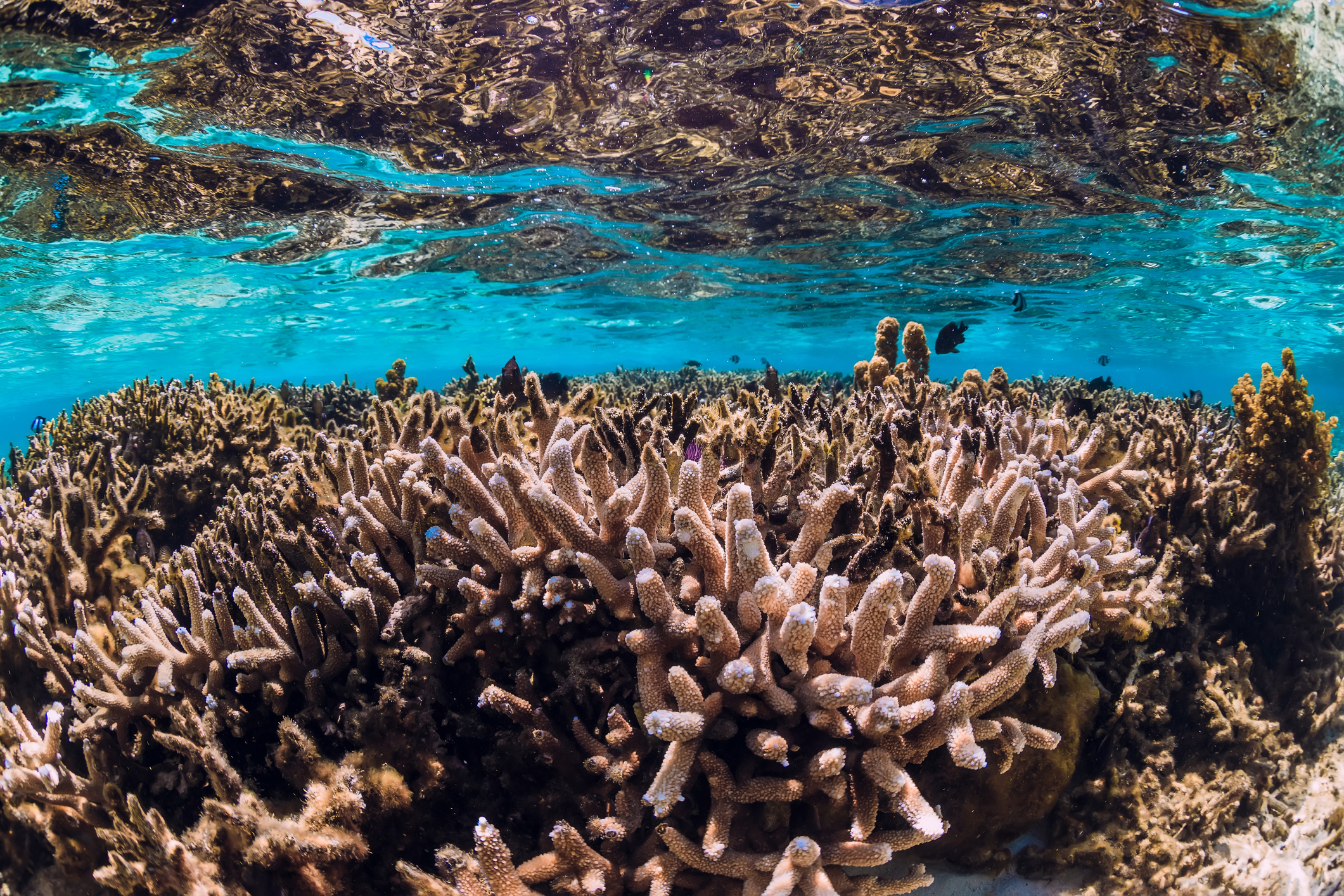 Sylvia Earle, Speaking Fee, Booking Agent, & Contact Info