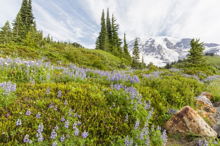 Where to See Wildflowers in National Parks | Moon Travel Guides