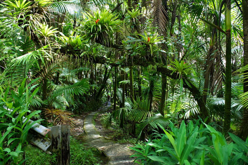 Hiking El Yunque National Forest in Puerto Rico | Moon Travel Guides